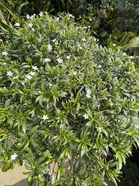 Bellissimi fiori che sbocciano con giardino naturale con cielo