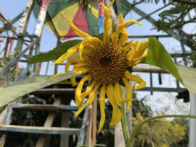 Bellissimi fiori che sbocciano con giardino naturale con cielo