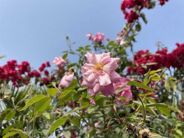 Bellissimi fiori che sbocciano con giardino naturale con cielo