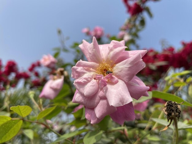 Bellissimi fiori che sbocciano con giardino naturale con cielo