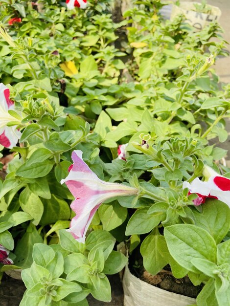 Bellissimi fiori che sbocciano con giardino naturale con cielo