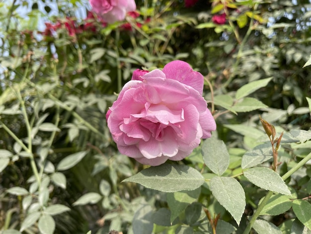 Bellissimi fiori che sbocciano con giardino naturale con cielo