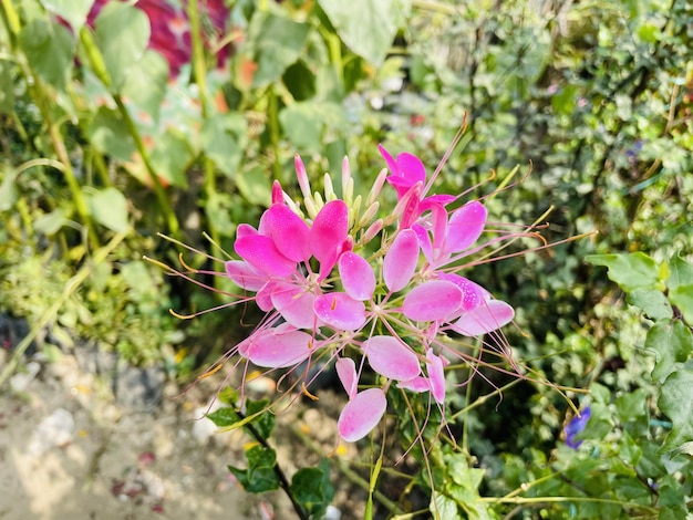 Bellissimi fiori che sbocciano con giardino naturale con cielo