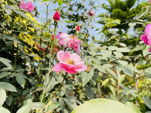 Bellissimi fiori che sbocciano con giardino naturale con cielo