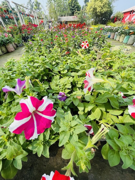 Bellissimi fiori che sbocciano con giardino naturale con cielo