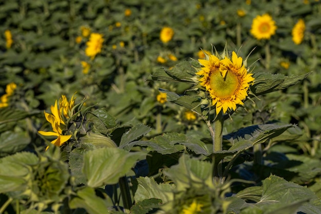 Bellissimi fiori che sbocciano girasoli nel campo