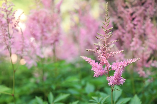 Bellissimi fiori che sbocciano in giardino Fiore di primavera