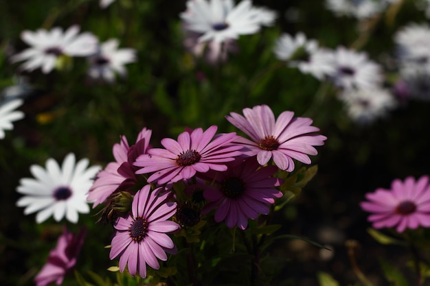 Bellissimi fiori che sbocciano nel giardino Bodrum Turchia