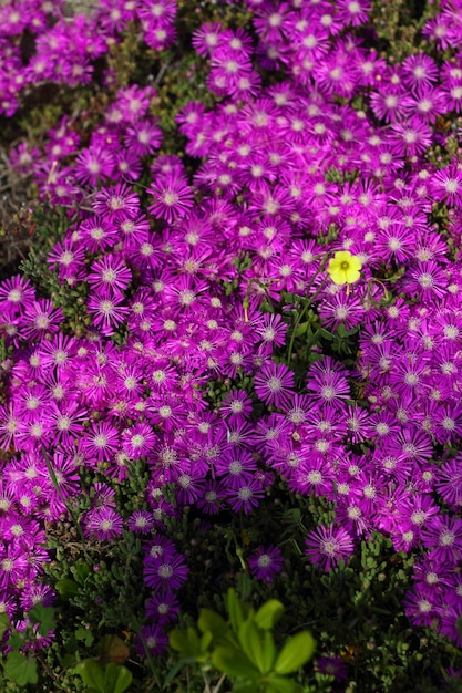 Bellissimi fiori che sbocciano nel giardino Bodrum Turchia