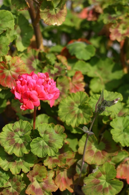 Bellissimi fiori che sbocciano nel giardino Bodrum Turchia