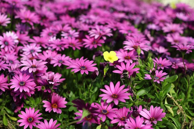 Bellissimi fiori che sbocciano nel giardino Bodrum Turchia