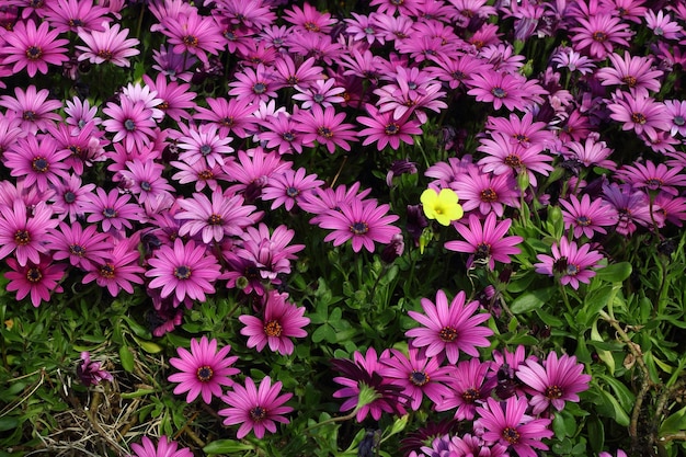 Bellissimi fiori che sbocciano nel giardino Bodrum Turchia