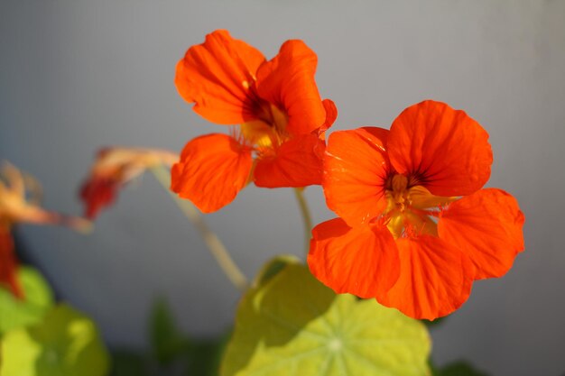 Bellissimi fiori che sbocciano nel giardino Bodrum Turchia