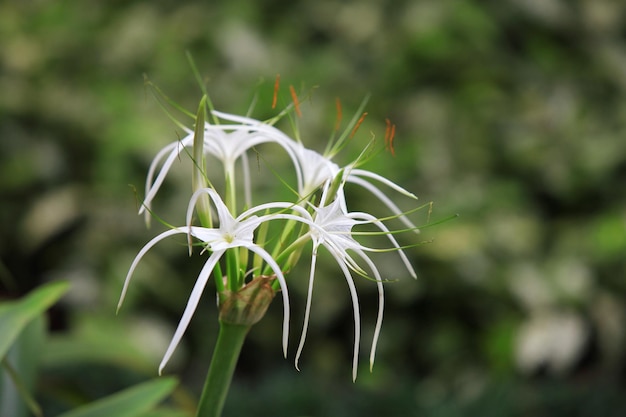 Bellissimi fiori che sbocciano nella foresta