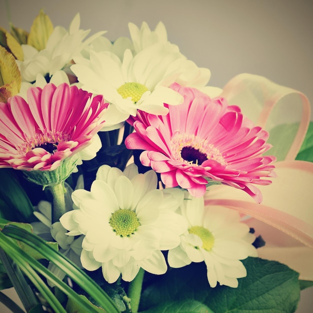 Bellissimi fiori colorati a margherita Gerbera Giardino di sfondo primaverile