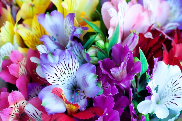Foto bellissimi fiori colorati alstroemeria