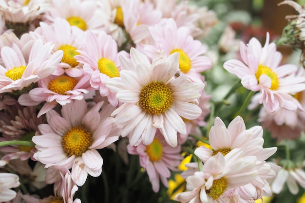 Bellissimi fiori colorati come sfondo