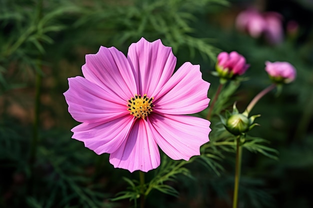 Bellissimi fiori colorati del Cosmo la mattina d'inverno