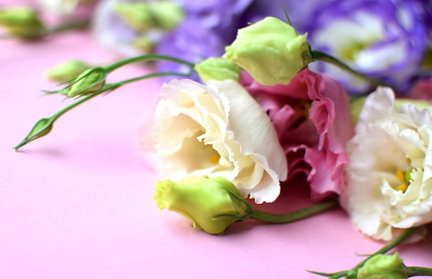Bellissimi fiori colorati di eustoma (lisianthus) in piena fioritura con foglie di boccioli. Bouquet di fiori su sfondo rosa. Focalizzazione morbida