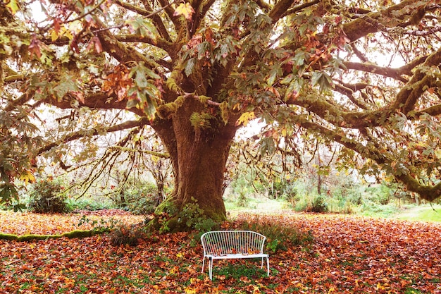 Bellissimi fiori colorati e alberi nel parco autunnale