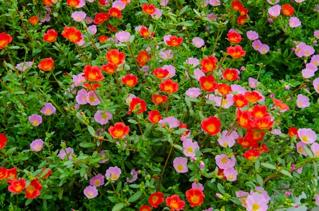 Bellissimi fiori colorati in giardino.