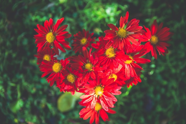 Bellissimi fiori colorati in giardino