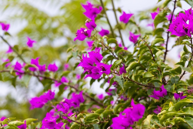 Bellissimi fiori colorati in natura