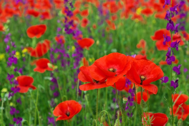 Bellissimi fiori colorati, papaveri sul campo