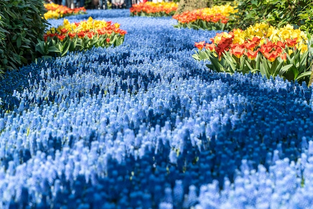 Bellissimi fiori colorati