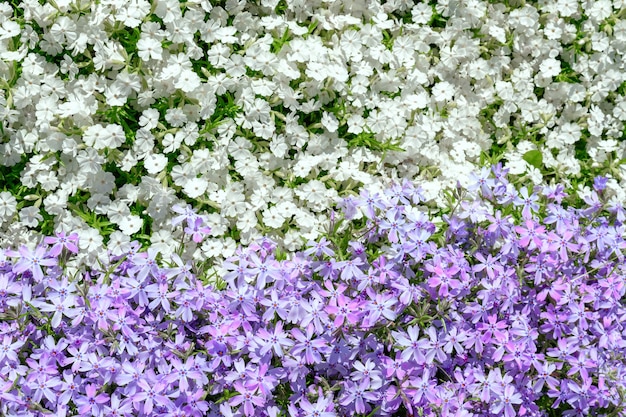 Bellissimi fiori come sfondo naturale astratto