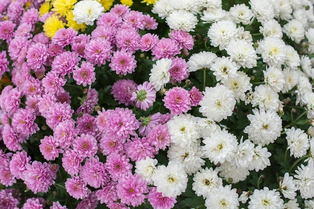 Bellissimi fiori come sfondo