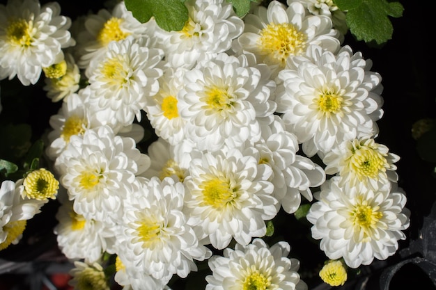 Bellissimi fiori come sfondo