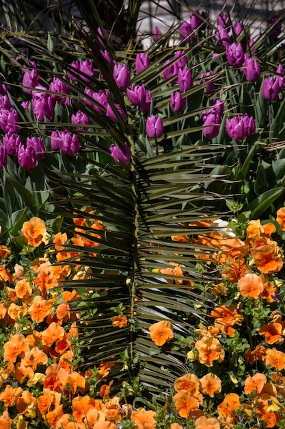 Bellissimi fiori come sfondo