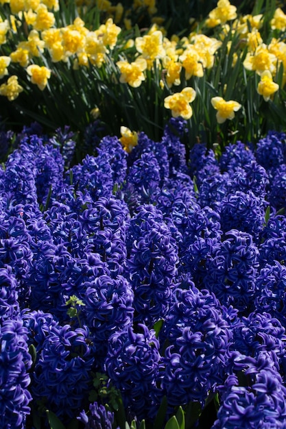 Bellissimi fiori come sfondo