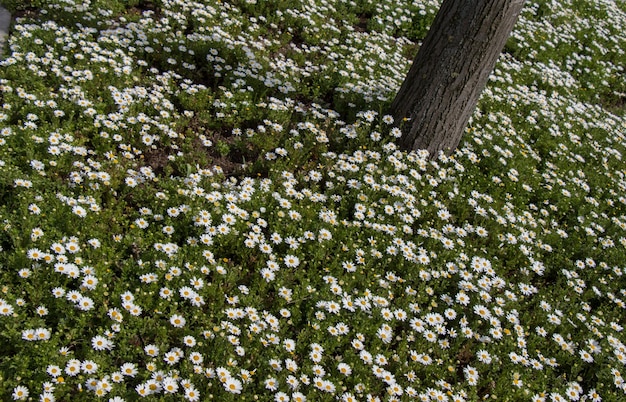 Bellissimi fiori come sfondo