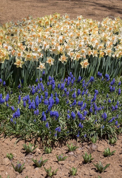 Bellissimi fiori come sfondo