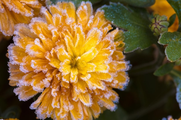 Bellissimi fiori congelati ricoperti di brina Autunno inverno sfondo floreale