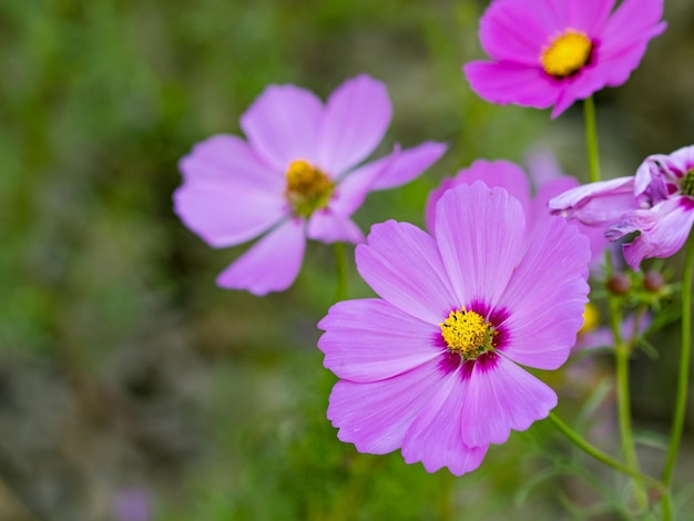 Bellissimi fiori Cosmos che fioriscono nella natura