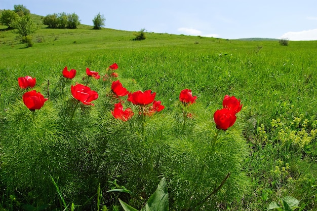 Bellissimi fiori crescono in montagna Piante meravigliose insolite sullo sfondo dell'erba verde sulle colline Penisola di Crimea La penisola fu annessa alla Federazione Russa Ucraina