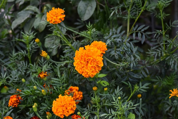 bellissimi fiori crescono nel giardino estivo