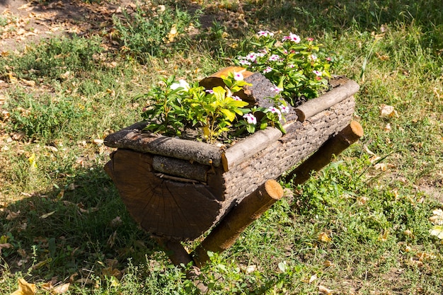 Bellissimi fiori crescono su un ceppo di albero. Decorazione del giardino