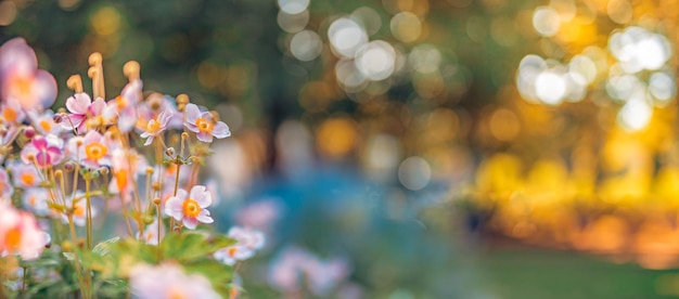 Bellissimi fiori d'arancio rosa nel giardino del parco forestale. Primo piano di autunno all'aperto della natura dell'annata