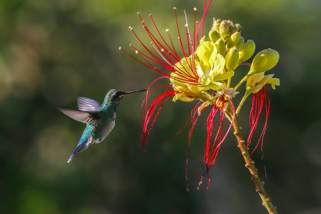 Bellissimi fiori d'impollinazione del colibrì femminile