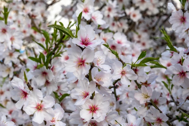 Bellissimi fiori dal mandorlo