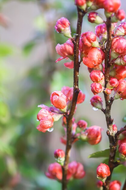 Bellissimi fiori della pianta di mela cotogna giapponese in fiore nel giardino primaverile.