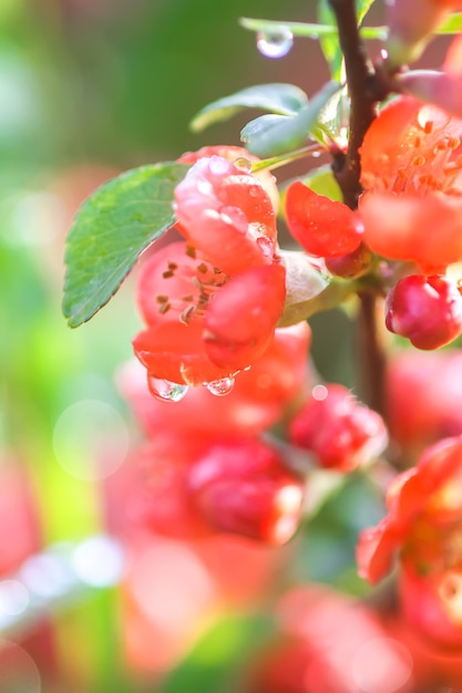 Bellissimi fiori della pianta di mela cotogna giapponese in fiore nel giardino primaverile.