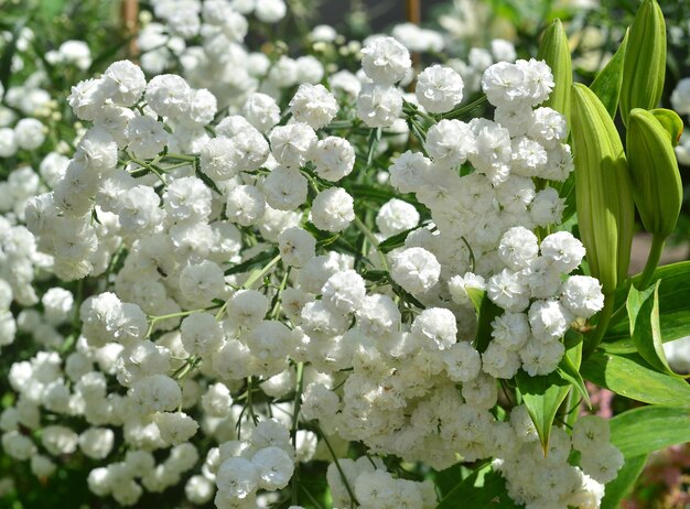 Bellissimi fiori di achillea bianca nel giardino da vicino