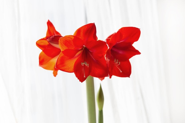 Bellissimi fiori di amarillide rosso