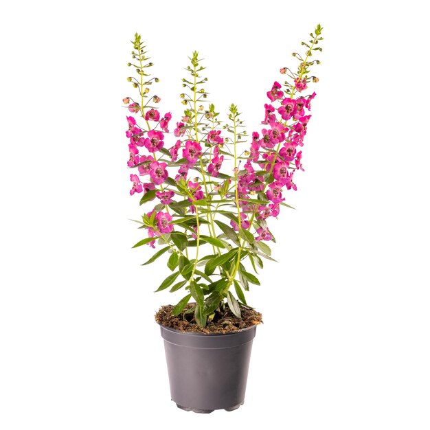 Bellissimi fiori di angelonia