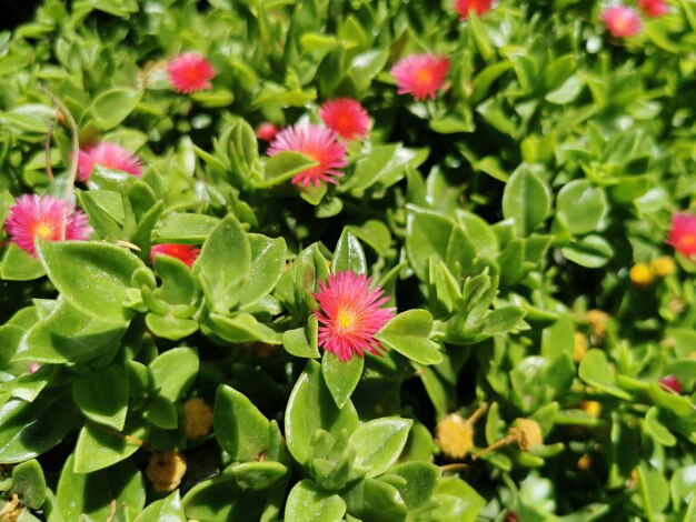 Bellissimi fiori di aptenia si chiudono tra foglie verdi in Turchia kusadasi sfondo estivo